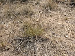 Image result for Eragrostis inamoena