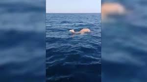 See the happiness as it returns to the waves every time it tries to come back. Noah S Ark Return Footage Of Camels And Elephants At Sea Sparks Imminent Apocalypse Fears Daily Star