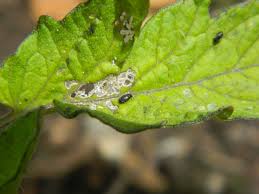 Image result for BLACKFLY ON TOMATO PLANTS