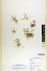 Image result for Eleocharis retroflexa