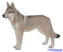 How To Draw A Wolf Dog Wolf Dog Hybrid Step 1 Wolf Dog Wolfdog Hybrid Dog Portrait Drawing