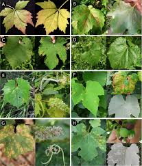 Image result for Vitis sp.