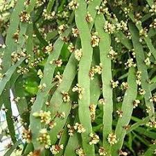 Image result for Xylopia tenuipetala