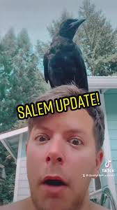 I never thought that I'd be missing a Raven one day. #raven #crow #fyp  #foryou