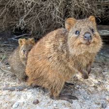 Fun Things To Do On Your Next Trip To Perth Australia Quokka Australian Animals Happy Animals