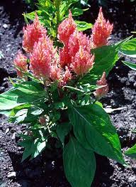 Image result for Celosia argentea