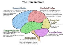 Bert over open loops talks about how can our nervous system affects productivity. The Nervous System Quiz 2 Concepts Preparation Diagram Quizlet