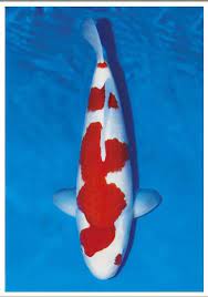 Selling our own product which using it to our special koi. What Is The Distinct Characteristics Of Momotaro Koi Have You Heard Of Momotaro Koi Do You Know What Its Distinct Characte Koi Fish Koi Carp Koi For Sale