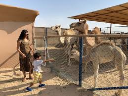 Al zahra hospital dubai has been designed and developed to provide premium medical care and comfort with modern equipment and a team of professional doctors. Excellent Camel Adventure Review Of The Camel Farm Dubai United Arab Emirates Tripadvisor