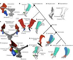 Check out our articles, video tutorials, quizzes, and labeled diagrams. Evolution Of Shoulder Girdle Among Mammaliaforms A B Sinoconodon Download Scientific Diagram