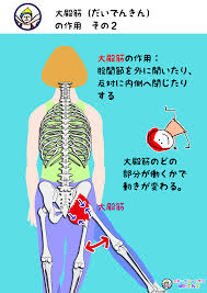 中殿筋 ちゅうでんきん のまとめ 世界一ゆる い解剖学教室 anatomy yogaリアル解剖学教室 解剖学 梨状筋 筋肉解剖学