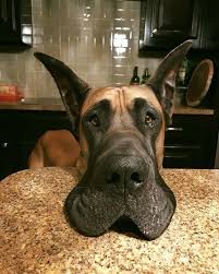 Big Black And Brown Dog Breeds Pin On Animals