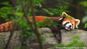 Enjoy this expertly researched article on the red panda, including where red panda s live, what they eat & much more. Red Panda Network Redpandanetwork Twitter