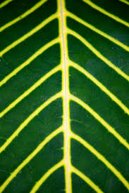 Image result for Sanchezia parvibracteata