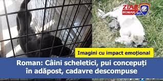 Sectia lccs (linie cale contact substatii), a fost sectia pe care popa a decimato. AdÄƒpostul De Caini Comunitari Din Roman È™i Lupta Cu Morile De Vant Stiri Roman