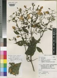 Image result for Mimulopsis excellens