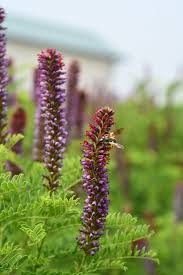 Image result for Indigofera cryptantha