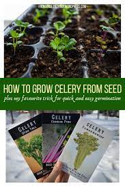 How To Grow An Abundance Of Celery From Seed Growing Celery Celery Plant Growing Fruit