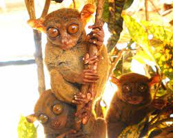 Tarsiers At The Tarsier Sanctuary In Bohol Philippines The Adventurous Traveler Should Consider A Vi Cool Places To Visit Places To Visit Philippines Vacation