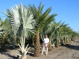 Of the warm sand and waters of central america; Border Link Farms Texas Wholesale Palm Tree Sales Home