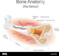 A) Age-Related Changes In Average Epiphyseal Cupping. Dashed Lines... |  Download Scientific Diagram