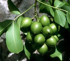 Image result for Melicoccus