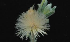 Image result for Laggera elatior