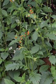 Image result for Crassocephalum crepidioides