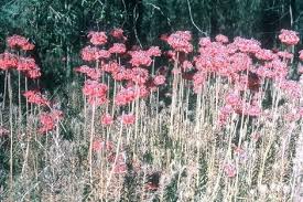 Image result for Bryophyllum tubiflorum