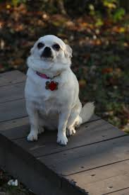 Image result for chihuahua big obesity