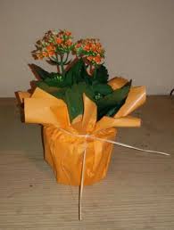 Blumige Rettung In Letzter Sekunde Blumengeschenke Blumen Geschenk Blumentopf