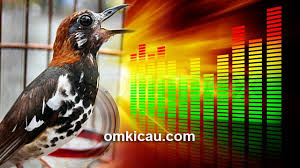 Hasil diatas adalah hasil pencarian dari anda burung decu kembang mp3 dan menurut kami yang paling cocok adalah burung decu. Audio Terapi Anis Kembang Betina Lenjeh Untuk Memancing Bunyi Dan Mempercepat Ngeplong Om Kicau