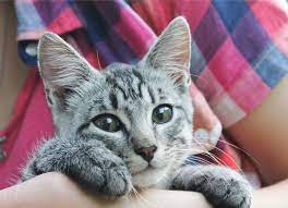 How Much Does It Cost To Spay A Cat Petmd