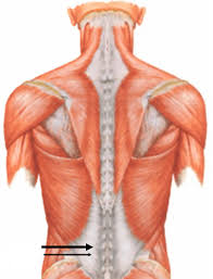 Psoas muscle medical vector illustration diagram. Anatomy Exam 2 Flashcards Easy Notecards