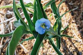 Image result for Commelina congesta