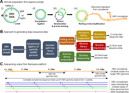 Illumina And Nanopore Methods For Whole Genome Sequencing Of