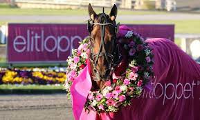 Elitloppet 2020 startliste er klar og det er duket for et spennende oppgjør mellom 16 hester. Elitloppet 2020 Opa Proppen Auf Dem Gipfel Trabrennsport Aus Aller Welt Info Stall Mein Trabrennsport De