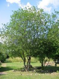 Sal Weide Details Baumbestimmung Laubholzer Bestimmen Salix Caprea Pflanzen Salweide Bauerngarten