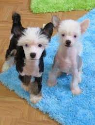 Find Your Perfect Dog Breed The Dangers Of Bird Seed To Dogs If They Consume It In 2021 Chinese Crested Puppy Chinese Crested Dogs