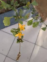 Image result for Barleria randii