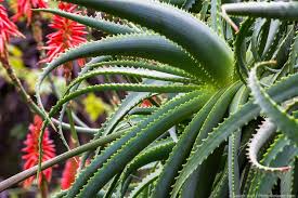 Image result for Aloe arborescens
