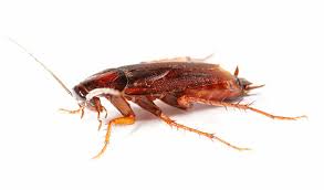 They travel through the boric acid dust, which adheres to their legs. Cockroaches Pest Control Service In Cairo Egypt