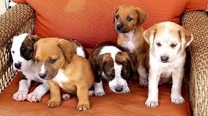 A wide range of additional services may also be offered by the save a pet, inc. Pets For Adoption At Florida Urgent Rescue Inc In Jacksonville Beach Fl Petfinder