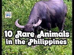 10 Rare Animals Found In The Philippines Worlds Biggest Youtube Philippines Philippines Culture Philippines Travel Guide