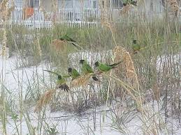 Wild Parrots N The Beach In Anna Maria Florida Facebook Anna Maria Island Beach Life Www Annamariais Anna Maria Island Florida Anna Maria Island Island Beach