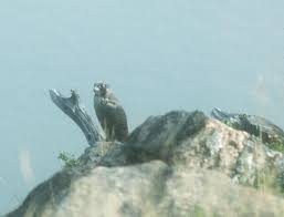 Peregrine Falcon Guide