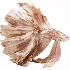 The metallic gold betta came from crossbreeding betta splendens with other species of wild betta, namely betta mahachai and betta imbellis. Gold Betta Fish Large Inspiration Furniture Vancouver Bc