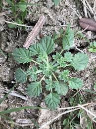 Image result for Coldenia procumbens