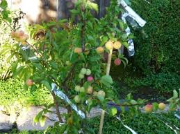 Find the perfect fruit tree leaves stock photos and editorial news pictures from getty images. Plant A Fruit Salad Four Different Fruits Growing On The Same Tree Dengarden
