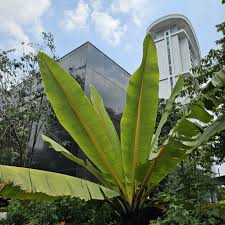 Image result for Musa sp. (Ornamental bananas)